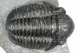 Detailed Gerastos Trilobite Fossil - Morocco #363957-1